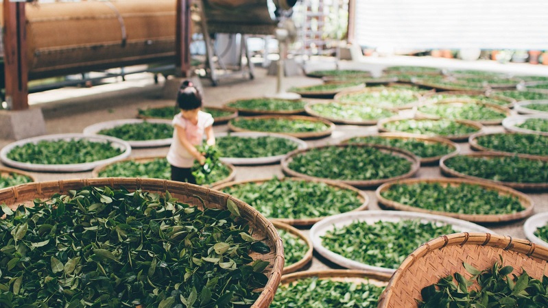 茶葉萎凋烘干機 茶葉萎凋烘干機